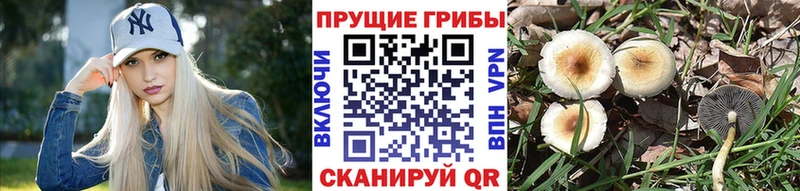 Галлюциногенные грибы мицелий  блэк спрут рабочий сайт  Дно 
